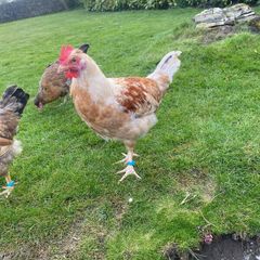 Chicken