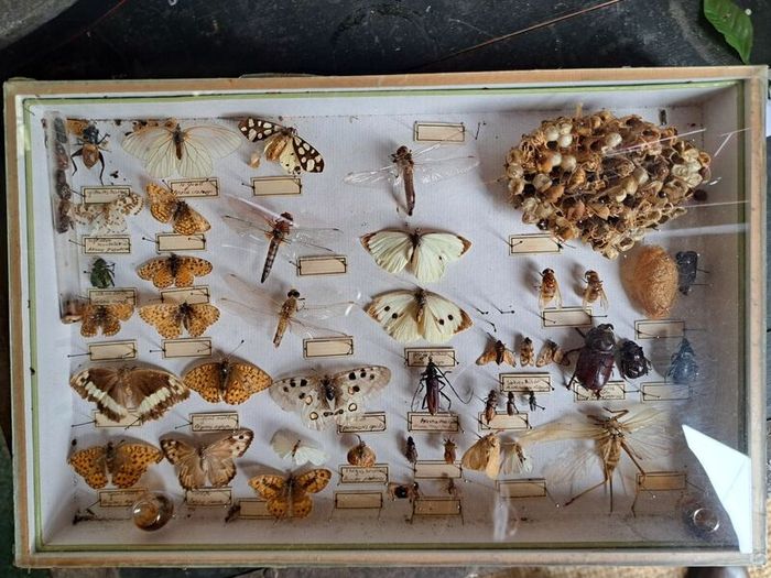 Vintage Entomological Insect Display