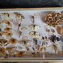 Vintage Entomological Insect Display Image 2