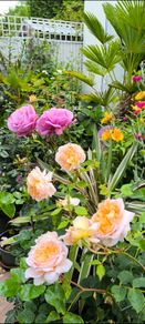 garden plants