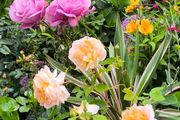 garden plants