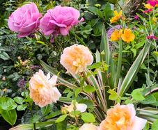 garden plants
