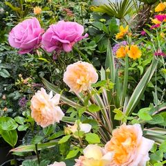 garden plants