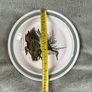Portmeirion Birds of Britain dinner plate Grey Phalarope Bird Image 4