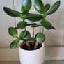 Jade plants. Money plants. Image 4