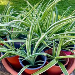 Small spider plants