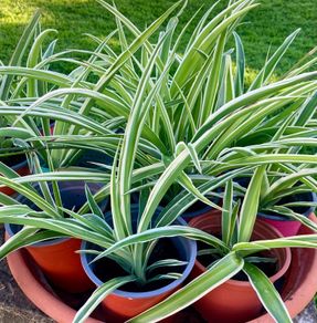 Small spider plants