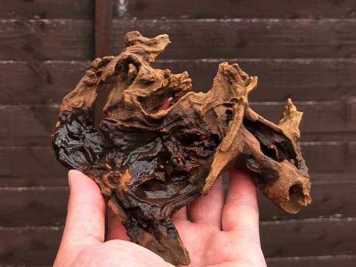 Small Bogwood