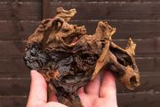 Small Bogwood