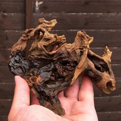 Small Bogwood