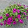 Hanging Flower Basket Image 3