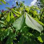Chestnut tree Image 4