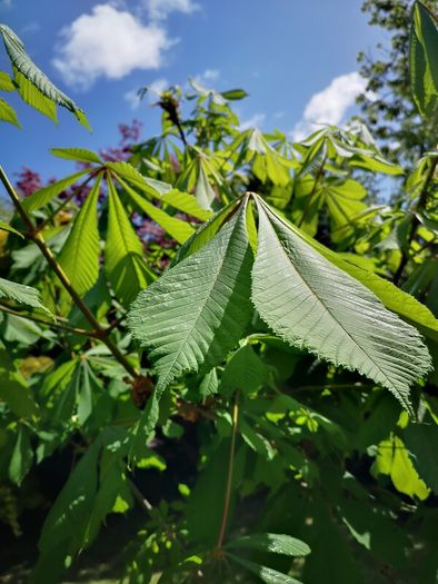 Chestnut tree