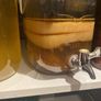 kombucha scoby Image 2