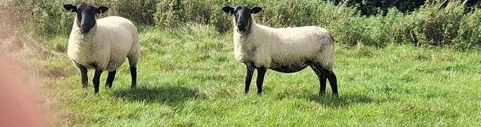 Suffolk Mule Ewe Hoggets