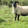 Suffolk Mule Ewe Hoggets Image 9