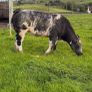 Blue heifers Image 5