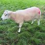 Belclare Ram Image 5
