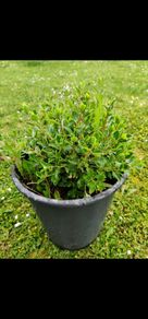 escallonia hedges