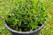 escallonia hedges