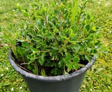 escallonia hedges