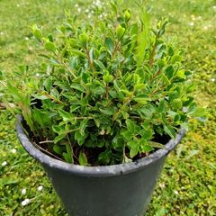 escallonia hedges