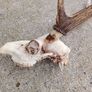 sika antlers Image 4