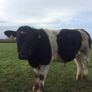 Clogheraily Pedigree British Friesian Bulls Image 9