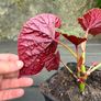 hardy begonia - begonia grandis claret jug Image 6