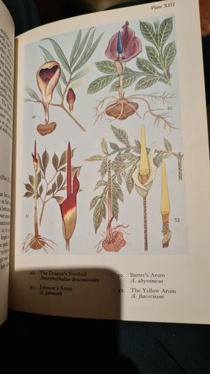 West Africa Lillies And Orchids. By J K. Morton. First Edition. Hardback In Good Condition. WITH 20 FABOLOUS PLATES WITH 80 LILLIES.