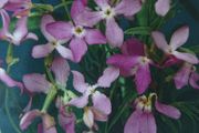 Night Scented Stock Seeds