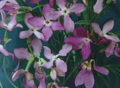 Night Scented Stock Seeds