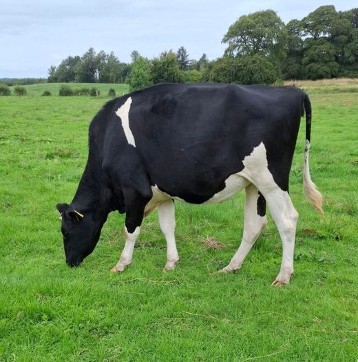 Autumn Calving Heifers
