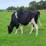 Autumn Calving Heifers Image 3