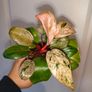 No.2 Philodendron Red Congo Dwarf Image 2