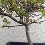 Native Irish Hawthorn Bonsai #1 Image 3