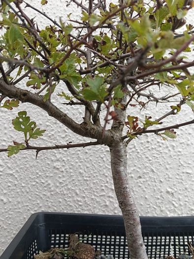 Native Irish Hawthorn Bonsai #1