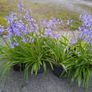 Woodland Bluebells Image 2