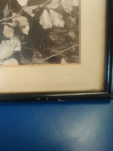 Vintage framed dog photograph