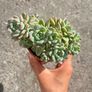 plant Image 2