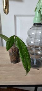 Hoya