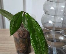 Hoya
