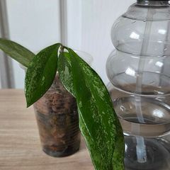 Hoya