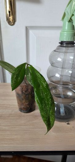 Hoya