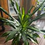 Dracaena Burley Image 2