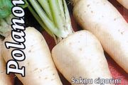 (C) Chicory Palanowicka seeds 1g (124657)