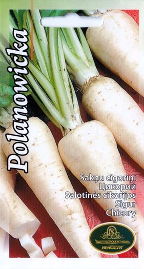 (C) Chicory Palanowicka seeds 1g (124657)