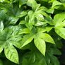 Fatsia japonica, Japanese aralia. Image 2