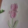 iris flower Image 2
