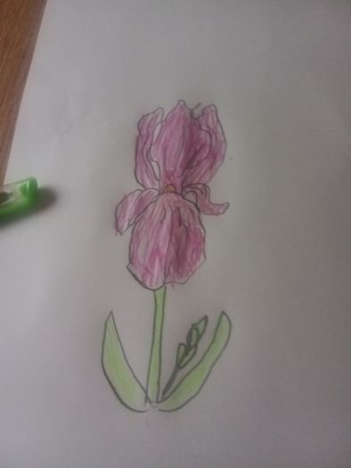 iris flower
